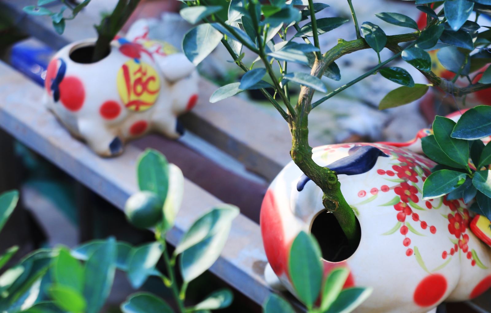 Độc đáo với quất bonsai trên lưng heo vàng đón Tết Kỷ Hợi 2019