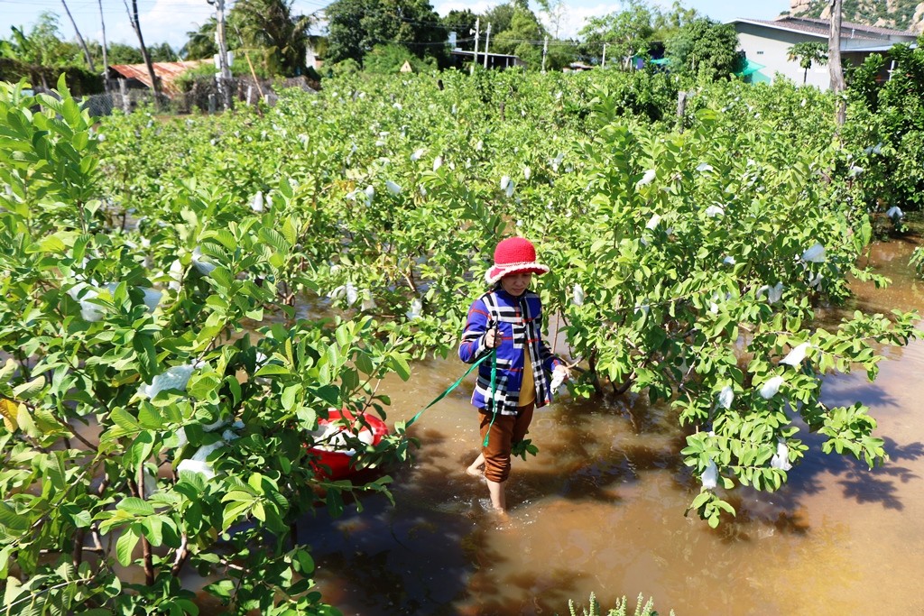 Ninh Thuận:  Nông dân lội nước, thu hoạch trái cây 'bán đổ, bán tháo'