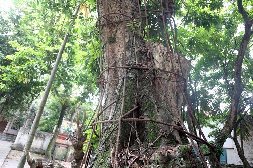 Hà Nội đồng ý bán đấu giá cây sưa đỏ trăm tỷ ở chùa Phụ Chính