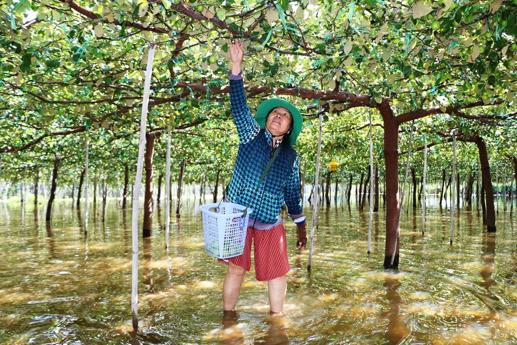 Ninh Thuận:  Nông dân lội nước, thu hoạch trái cây 'bán đổ, bán tháo'