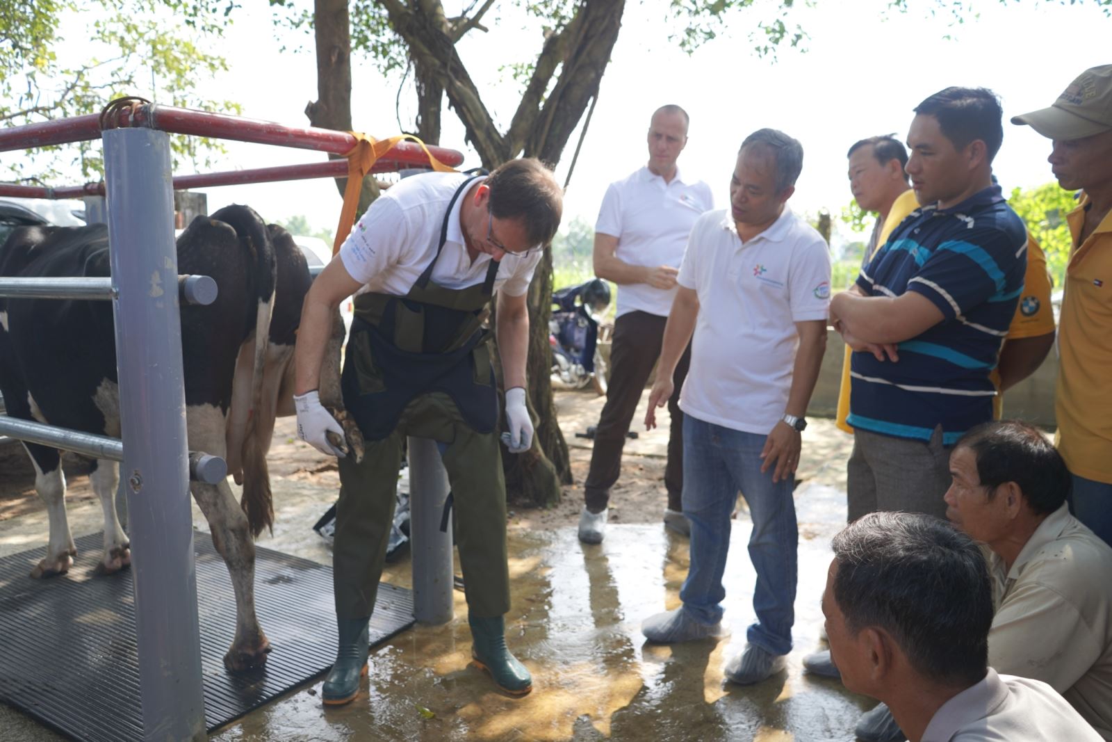 Nông dân Việt Nam, Hà Lan giao lưu  tập huấn kỹ thuật chăn nuôi bò sữa