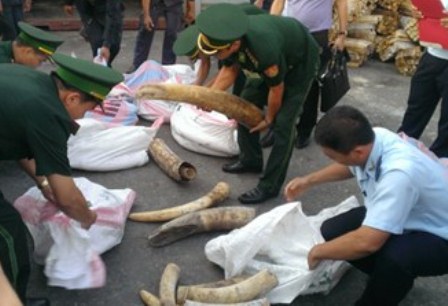 Đà Nẵng: Phát hiện hơn 10 tấn ngà voi và vảy tê tê nhập lậu