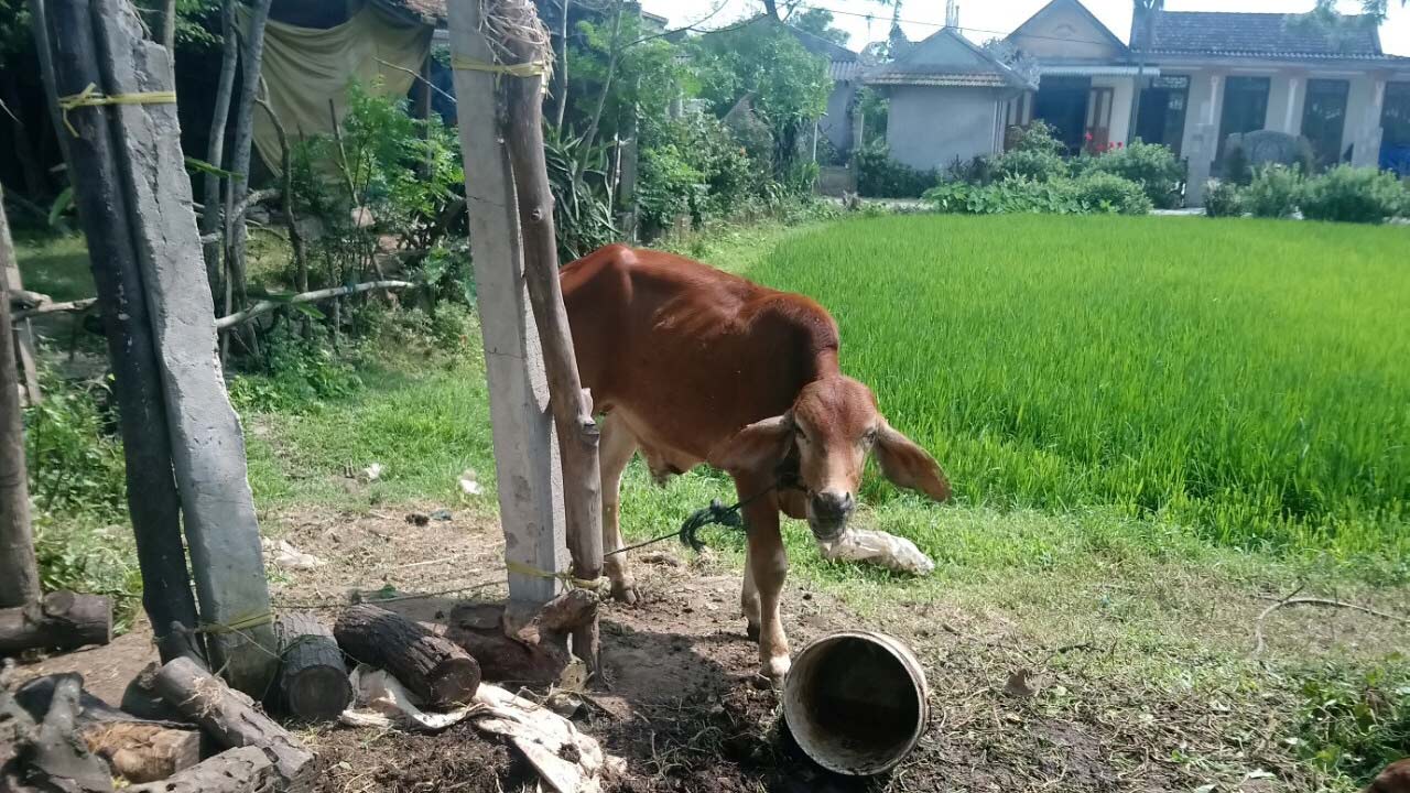 Cán bộ 'xẻ thịt' bò chính sách: Phó Chủ tịch xã lý giải nguyên nhân