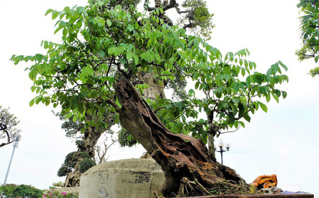 Cây cảnh chơi Tết:Gốc bonsai tiền tỷ, cặp mẫu đơn hàng trăm triệu đồng