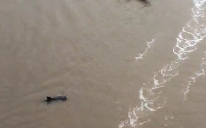 Đổ xô đi xem cá heo hơn 200kg nổi trên sông ở Cà Mau