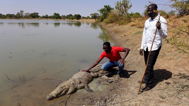 Đến nơi cá sấu sống chung với người, được làm đám tang khi chết