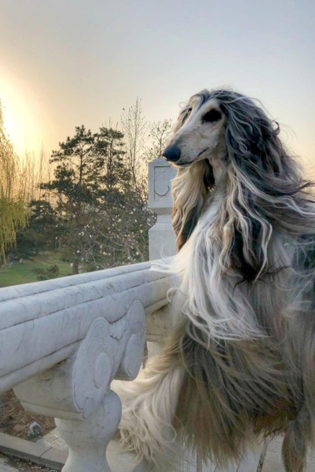 Chú chó 'thời trang nhất thế giới' được chủ chi gần 900 triệu làm đẹp