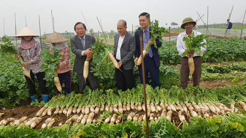 Xây dựng nhà máy chế biến củ cải: Hiện thực hóa chính sách vì nông dân