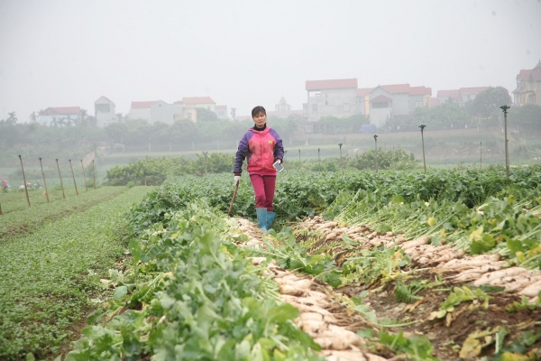 Hà Nội: Củ cải bán 500 đồng/ kg vẫn không ai mua