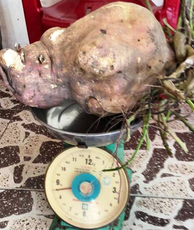 Vĩnh Long: Đổ xô đến xem củ khoai lang 'khủng' gần 9kg