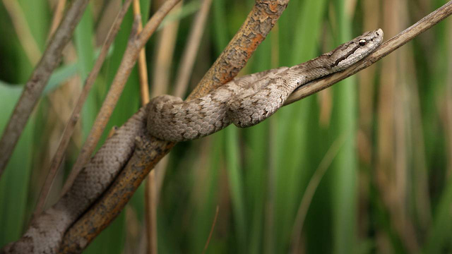 Rùng rợn ở 'Xà Đảo' - Hang ổ chứa tới 20.000 con rắn độc