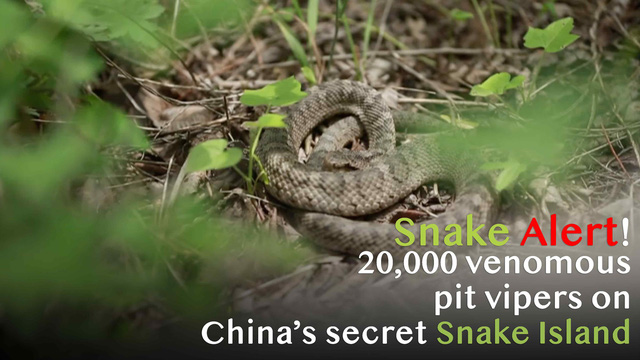 Rùng rợn ở 'Xà Đảo' - Hang ổ chứa tới 20.000 con rắn độc