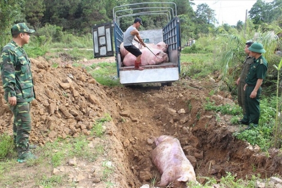 Tiêu hủy ổ dịch tả lợn Châu Phi xuất hiện ở Hưng Yên và Thái Bình 