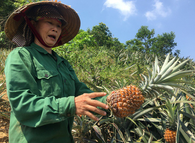 Thanh Hóa: Giá xuống thấp kỷ lục, dân để dứa chín rục ngoài đồng