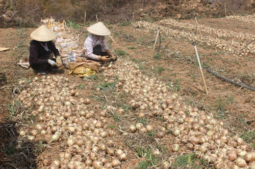 Vì sao hành tây, khoai tây Đà Lạt rớt giá dù đang chính vụ?