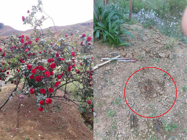 Xót xa cây hoa hồng cổ 20 tuổi bị trộm ngang nhiên giữa ban ngày