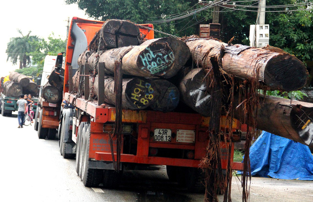 Phát hiện 4 xe đầu kéo chở hàng trăm tấn gỗ không rõ nguồn gốc