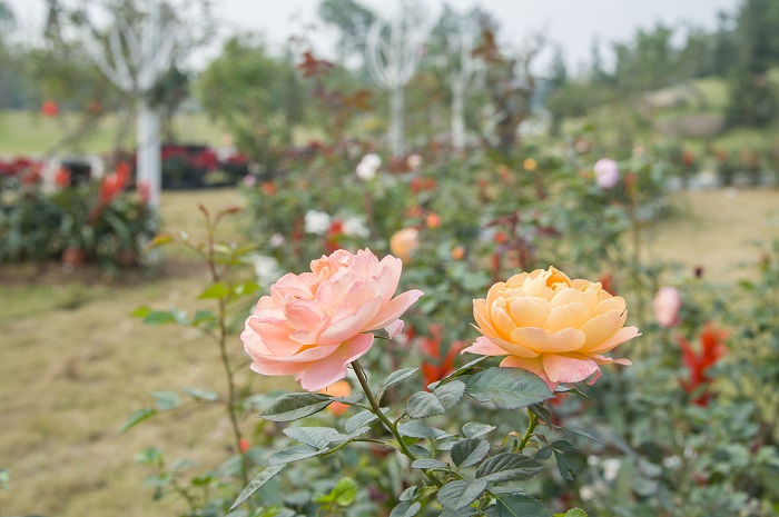 Lễ hội Hoa hồng 2019-địa điểm nhất định phải 'check in' Tết này