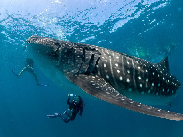 11 lý do nên đến Maldives càng sớm càng tốt