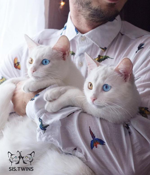 Cặp mèo song sinh sở hữu 2 màu mắt đẹp nhất thế giới