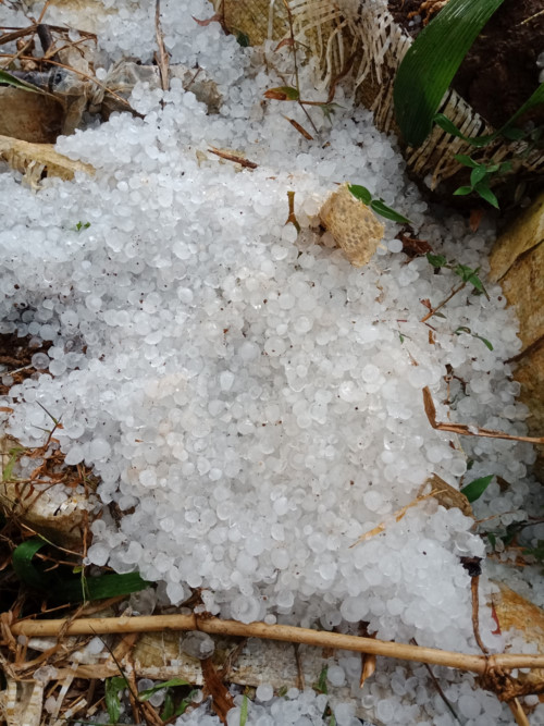 Sơn La, Yên Bái: Mưa đá rơi 'trắng trời', thiệt hại hoa màu