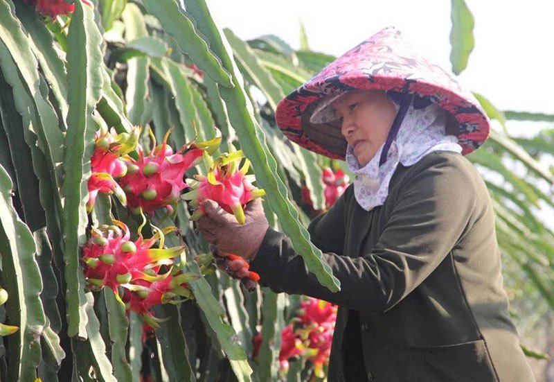 Giá thanh long lao dốc, thương lái 'bỏ của chạy lấy người'