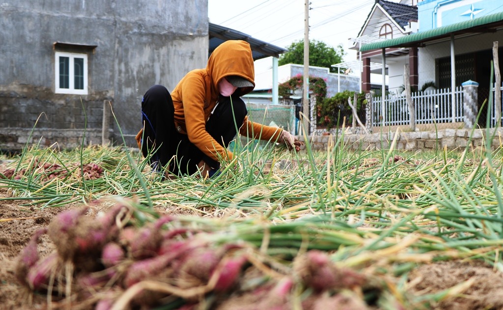 Nông dân trồng hành Ninh Thuận lao đao vì... thương lái 'ngó lơ'