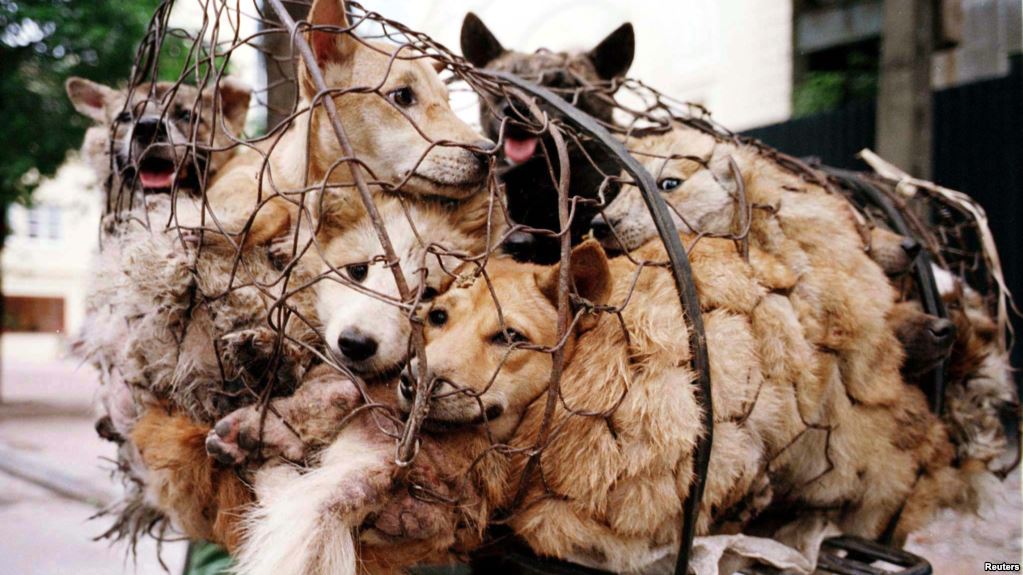 Nhà văn Nguyễn Quang Thiều: Không nên coi thịt chó là văn hóa ẩm thực