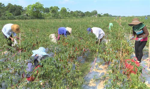 DN không mua như cam kết, nông dân'khóc ròng' nhìn ớt chín rụng