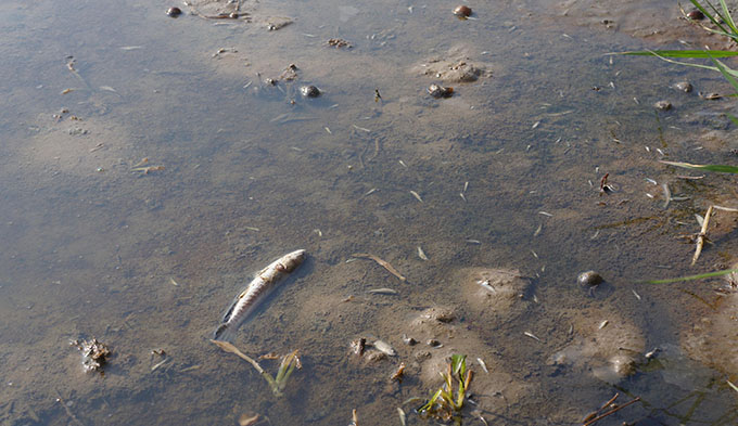 Hàng loạt tôm, cá chết sau sự cố tràn dầu ở Thanh Hóa