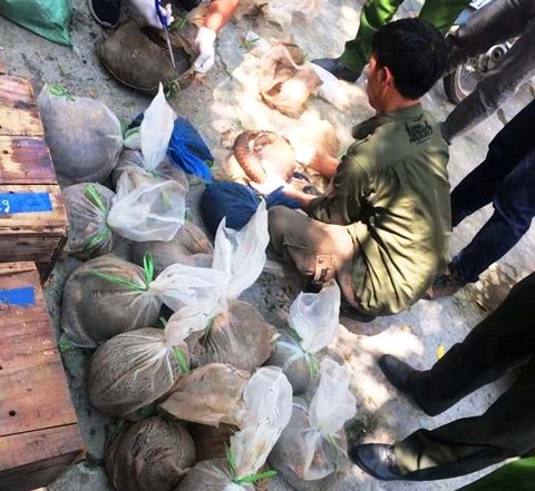 Thanh Hóa: Bắt giữ xe tải vận chuyển hơn 100kg tê tê, 48 cá thể rùa