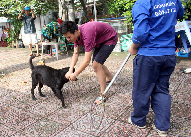TP HCM: Sau 1 tháng tuyên truyền, quận 1 ra quân bắt chó thả rông