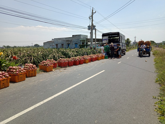 Thanh long rớt giá thảm hại, lại giải cứu đến bao giờ?