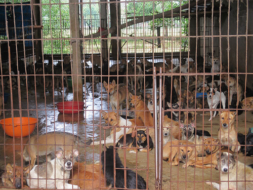 Bỏ thói quen ăn thịt chó: Không phải người nước ngoài phản đối thì cấm