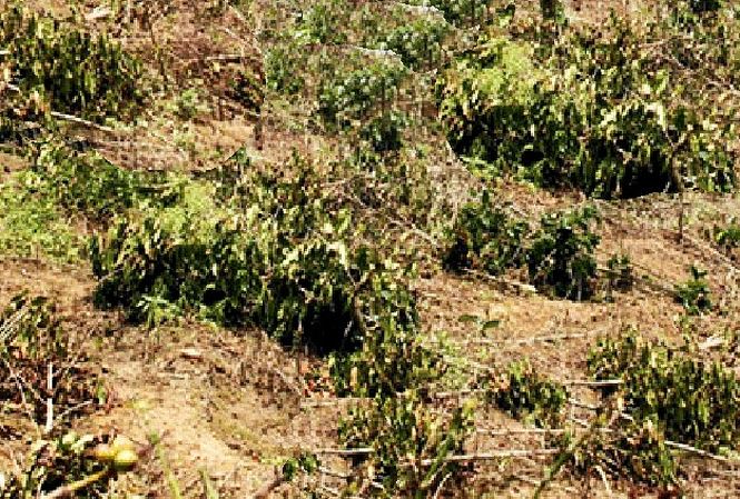 Lâm Đồng: Kẻ gian nhẫn tâm chặt hạ cả trăm cây cà phê của một hộ dân