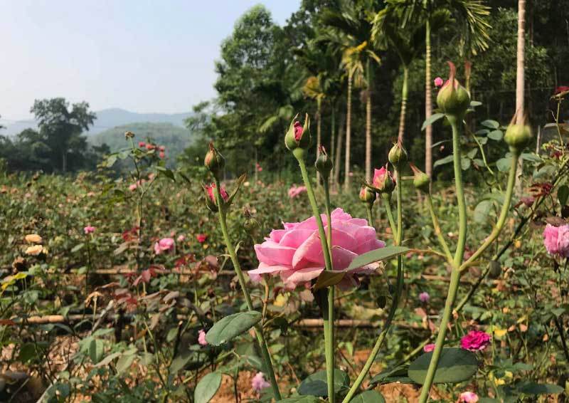 Trà hoa hồng nguyên bông 10 triệu/kg, cô chủ không dám uống nhiều