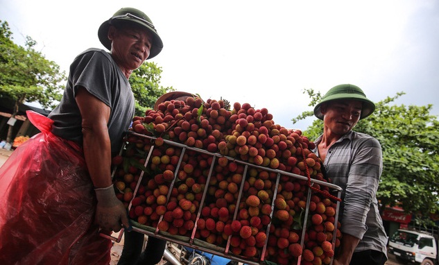  Vụ vải thiều giá 3.000/kg phải đổ sông: Bắc Giang lên tiếng