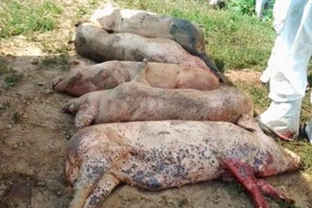Huế: Xuất hiện thêm ổ dịch tả lợn Châu Phi