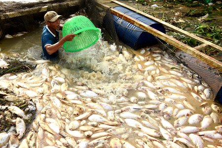 Đồng Nai: 1.000 tấn cá bè chết sau năm ngày