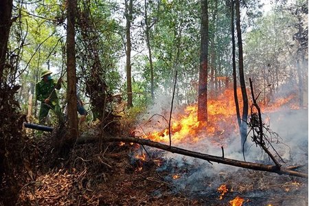 Hà Tĩnh tiếp tục cháy rừng trên diện rộng