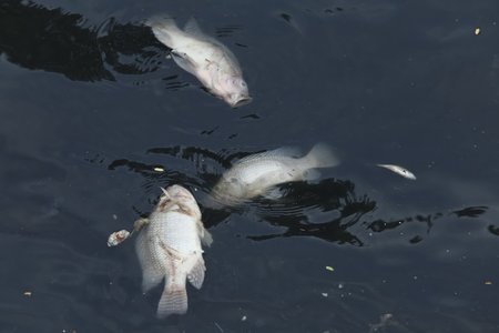 Nguyên nhân sông Tô Lịch đen kịt, cá chết nổi trắng sau khi ngừng nhận nước Hồ Tây