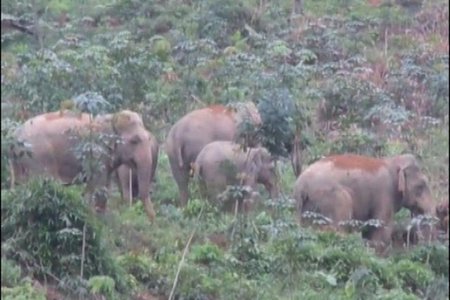 Nghệ An chi gần 19 tỷ đồng bảo tồn khẩn cấp đàn voi