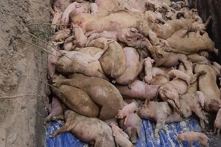 Đồng Nai duyệt chi hơn 800 tỷ đồng hỗ trợ người chăn nuôi lợn bị dịch tả châu Phi