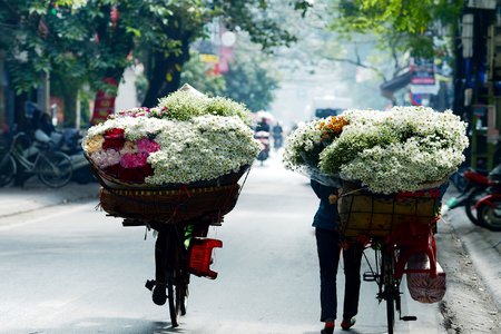 Cúc họa mi đẹp mơ màng báo hiệu đông về giữa lòng Hà Nội