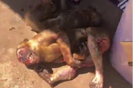 Phát hiện 8 cá thể khỉ bị giết trên xe khách ở Đắk Lắk