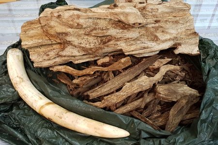 Bắt lô hàng hơn 24 kg nghi ngà voi, trầm hương từ Thái Lan về Việt Nam