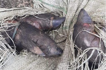 Hà Tĩnh: Bắt giữ xe khách chở cả đàn lợn lở mồm long móng