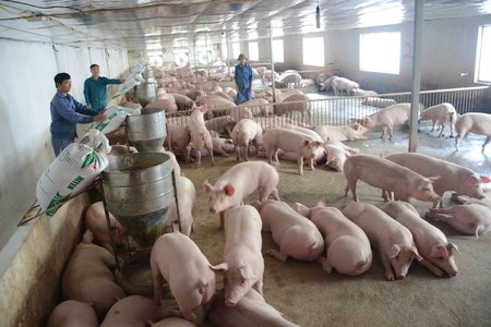 Từ 1/4, giá thịt lợn hơi giảm xuống 70.000 đồng/kg?