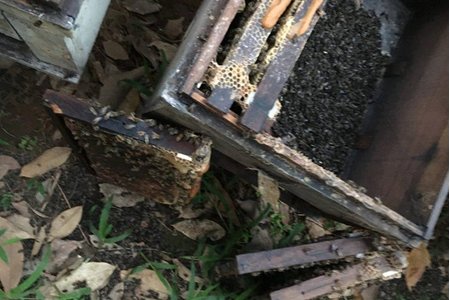 Quảng Trị: Điều tra vụ 315 thùng ong nuôi chết la liệt, nghi bị đầu độc