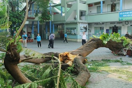 Sau vụ cây xanh đè chết học sinh, Hà Nội yêu cầu rà soát hệ thống cây xanh trong trường học